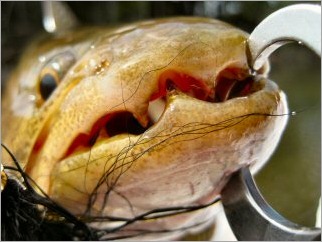 blog_march_10_2010_1[1]