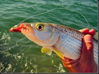 blog_april_23_2010_2[1]