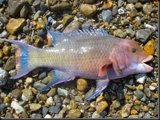 blog_may_14_2010_4[1]