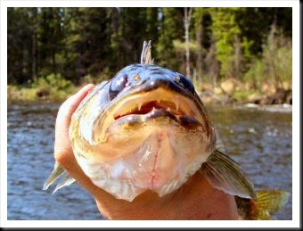 blog_June_3-5_2010_0[1]