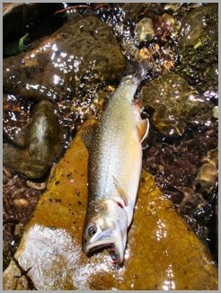 blog_July_1_2010_2[1]