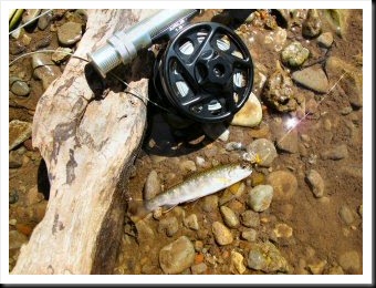 blog_July_5_2010_3[1]