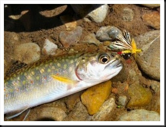 blog_July_5_2010_4[2]