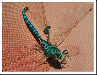 blog_Aug_6_2010_7[4]