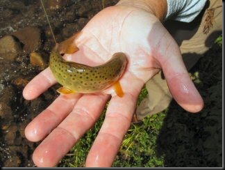 blog_Oct_12_2010_5[1]