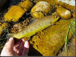 blog_Oct_12_2010_7[2]