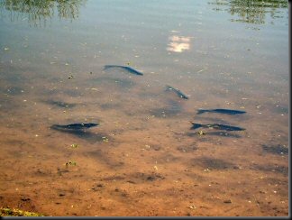 blog_Oct_13_2010_1[1]