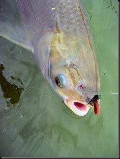 blog_Oct_13_2010_2[2]