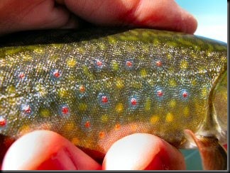 blog_Oct_18_2010_4[2]