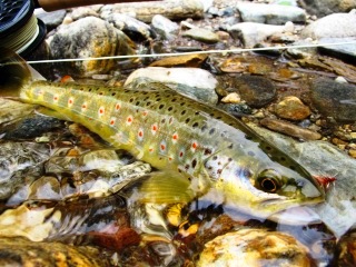 Bhutan-trout-fishing