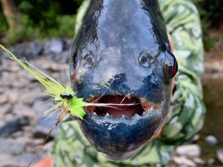 piranha-fishing