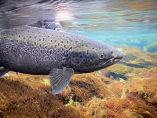 blog-aug-28-2016-12-atlantic-salmon-release