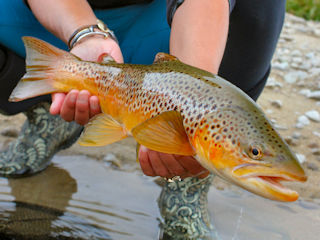 blog-sept-13-2016-5-brown-trout