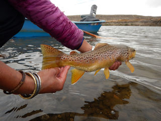 blog-sept-14-2016-12-brown-trout-fishing