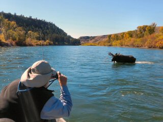 blog-sept-27-2016-8-moose-and-fishing