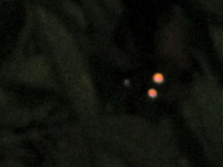 blog-nov-29-2016-3-fox-fruit-bats