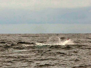 blue marlin on the fly