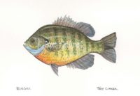 bluegill artwork by Jeff Currier