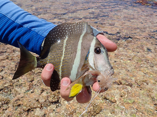 whitespotted surgeonfish