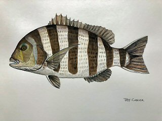 Sheephead-art-Jeff-currier