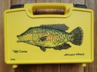 Jeff-Currier-Napoleon-wrasse-art