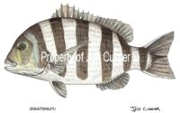 sheepshead-art-by-jeff-currier