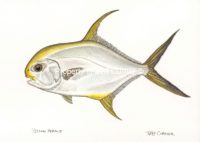 yellow-permit-art-by-jeff-currier