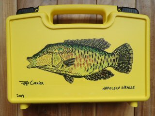 napoleon-wrasse-artwork