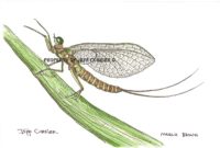 mayfly-art