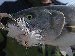 bluefish-flies
