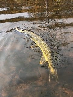 pike