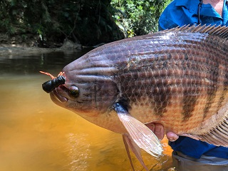 gourami-on-fly