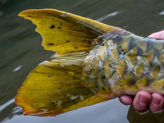 mahseer