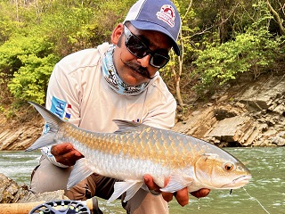 chocolate-mahseer