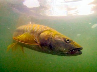 golden-mahseer