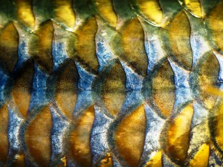golden-mahseer