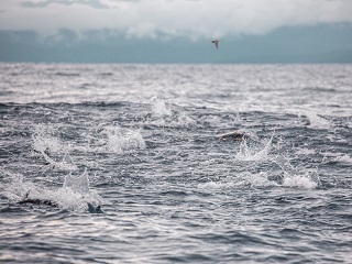 Jess-McGlothlin-flyfishing