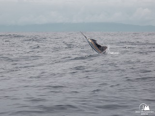 Pacific-sailfish
