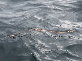 sea-snake