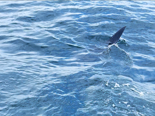 flyfishing-sailfish