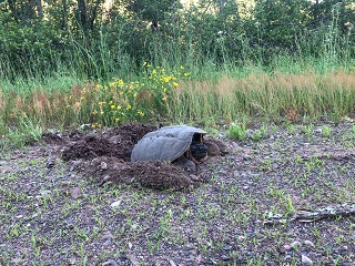 snapping-turtle