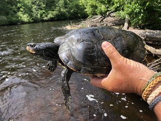 map-turtle