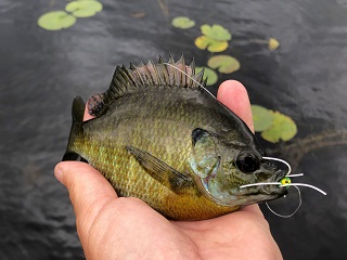 bluegill
