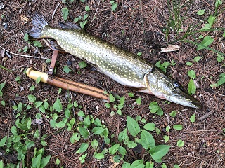 pike