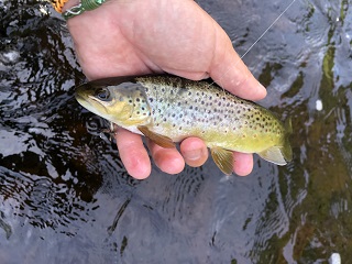 brown-trout