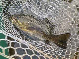 smallmouth-bass