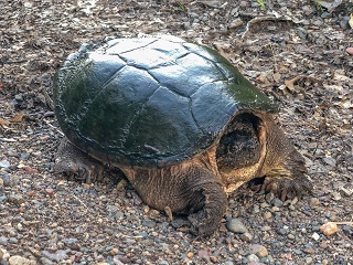 snapping-turtle