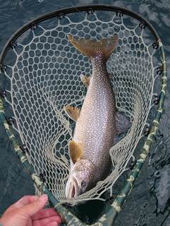 lake-trout