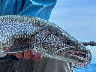 lake-trout
