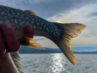 lake-trout
